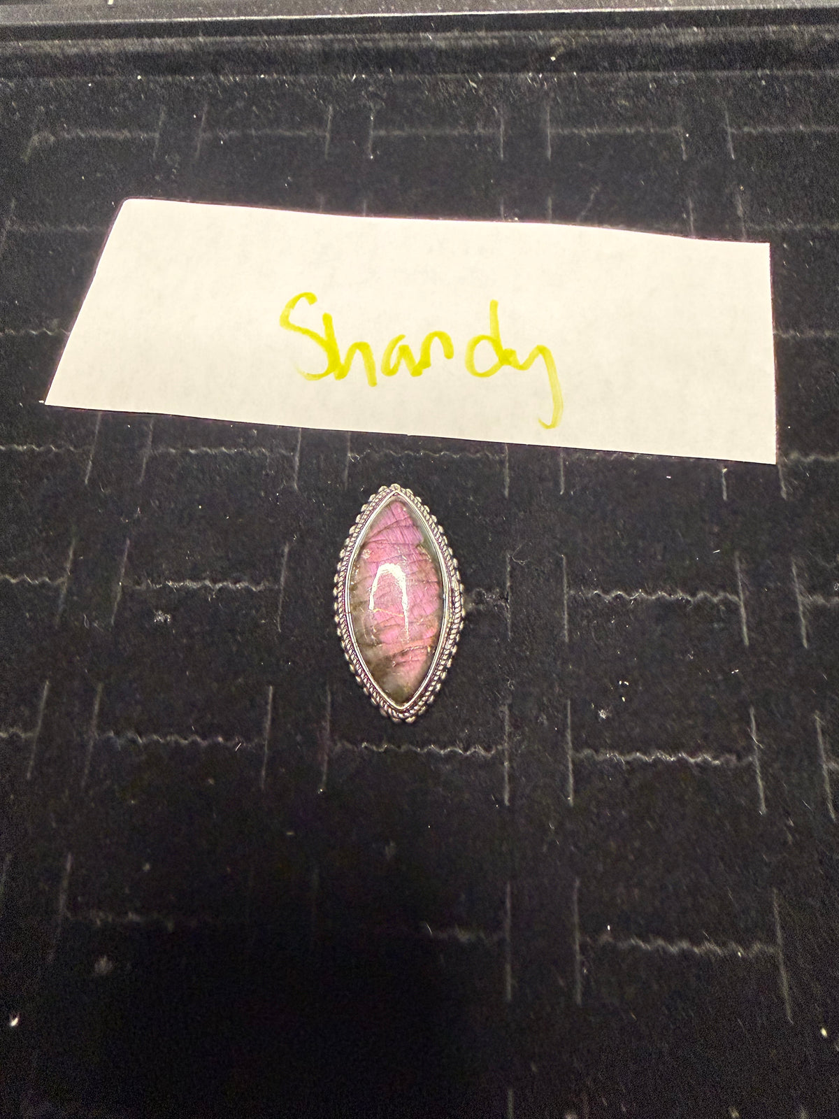 Shandy due Aug 6